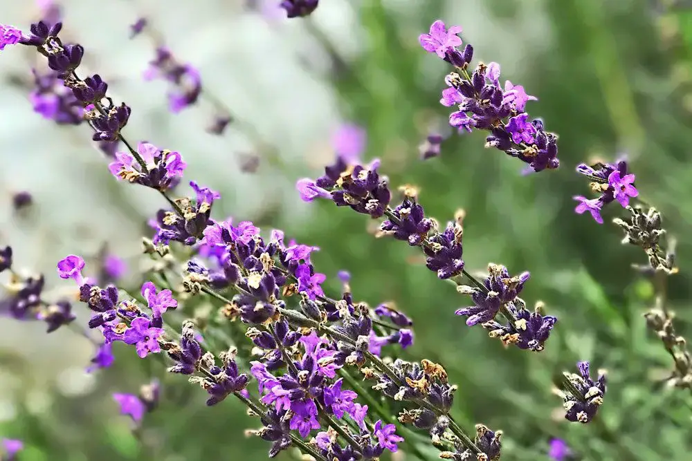 ¿La lavanda es tóxica para los gatos? / Información sobre lavanda ornamental y crestada