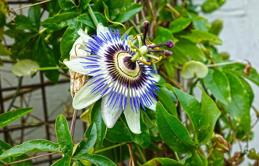 ¿La pasiflora no florece? – Así es como se consigue que la planta florezca.