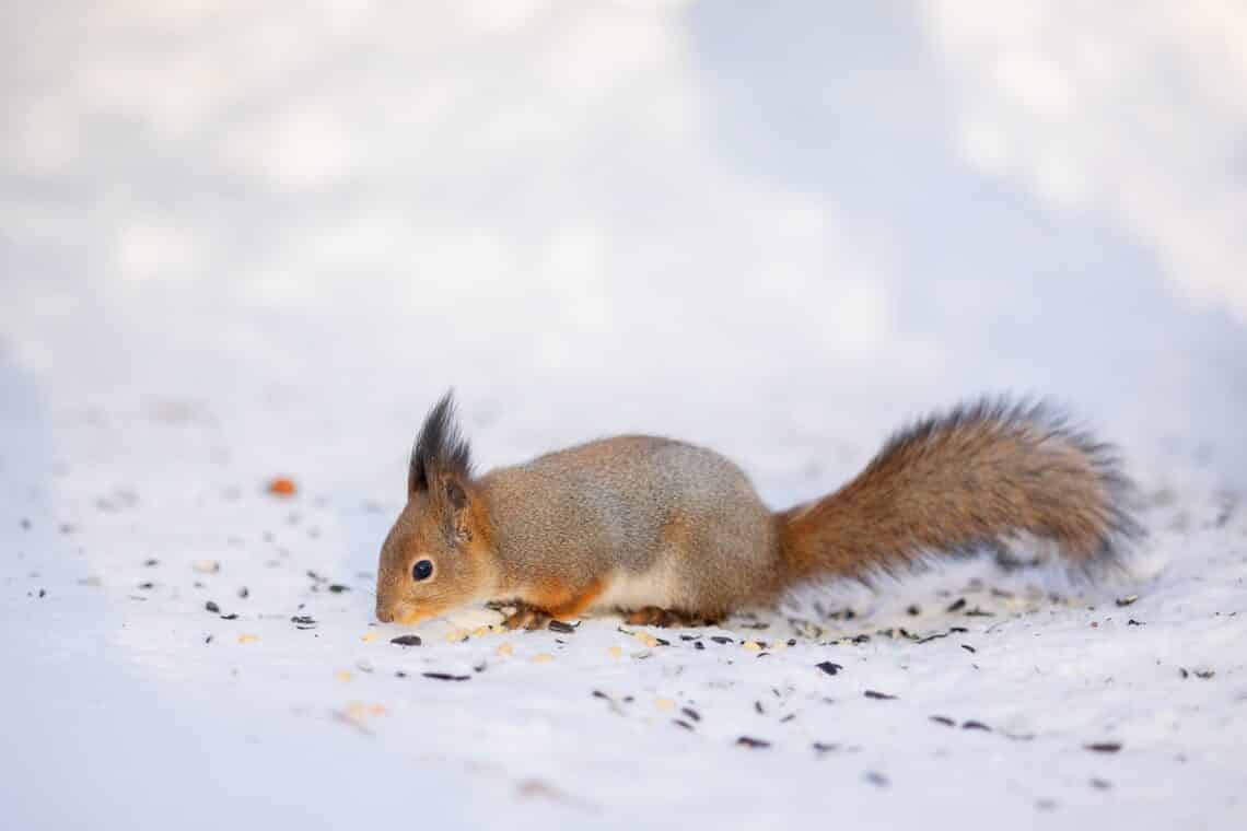 ¿Las ardillas comen pájaros y otras carnes?