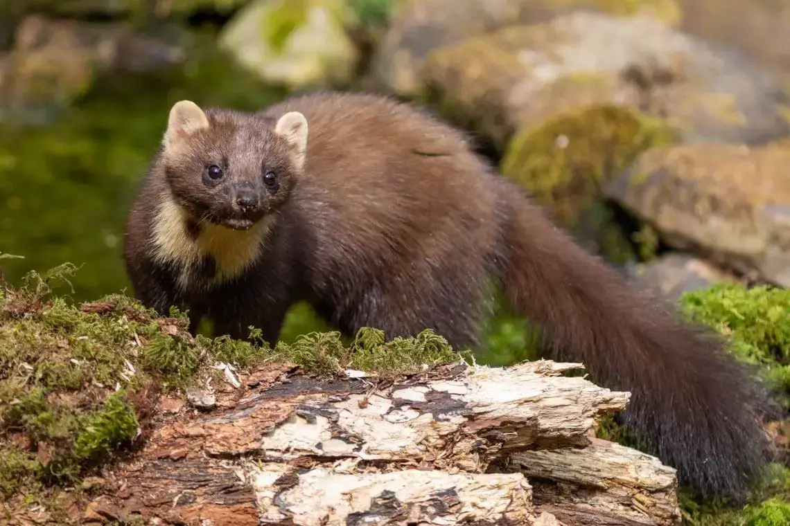 ¿Las martas o los mapaches cavan hoyos en el jardín?