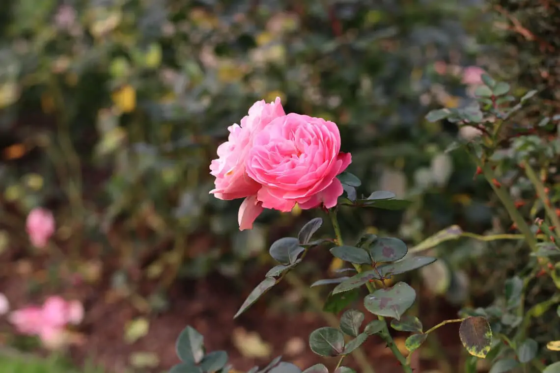 ¿Los posos de café actúan como fertilizante para las rosas?