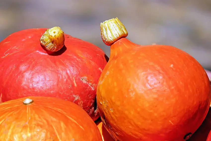 ¿Qué calabaza comer con piel? – No es necesario pelar estas variedades.